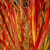 Imperata Cylindrica Red Baron